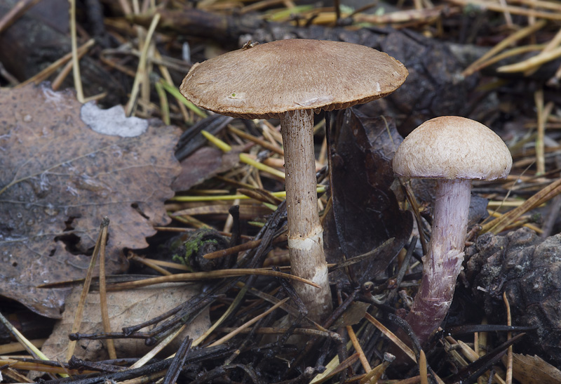 Cortinarius venustus